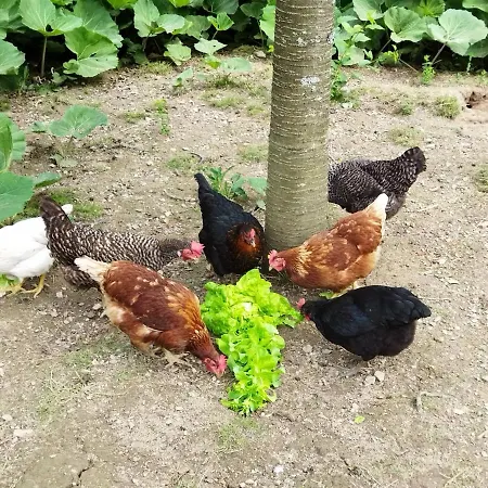 Apartmán Pod Klepáčem Králíky